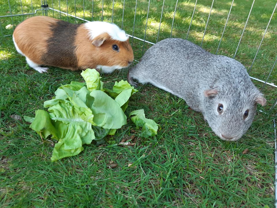 Clean guinea pig enclosure