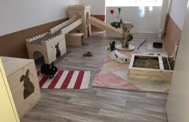 Large rabbit accommodation and environment example