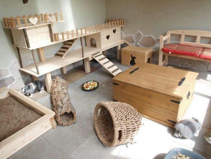 Rabbit enrichment room example