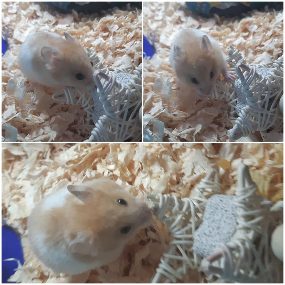 Hamster close up