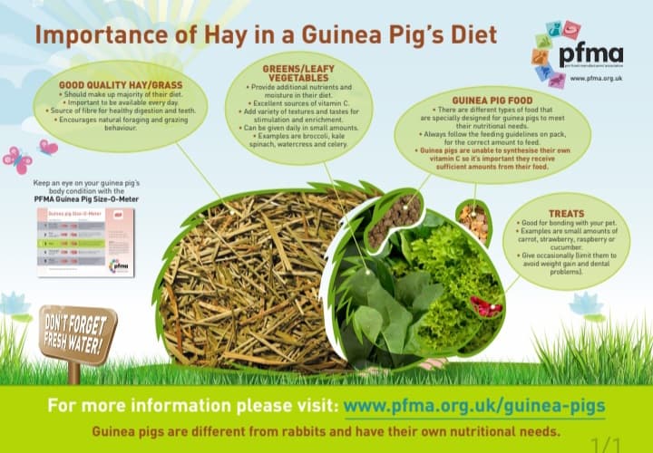 Image showcasing Guinea Pigs - Greatfield Small Animal Rescue