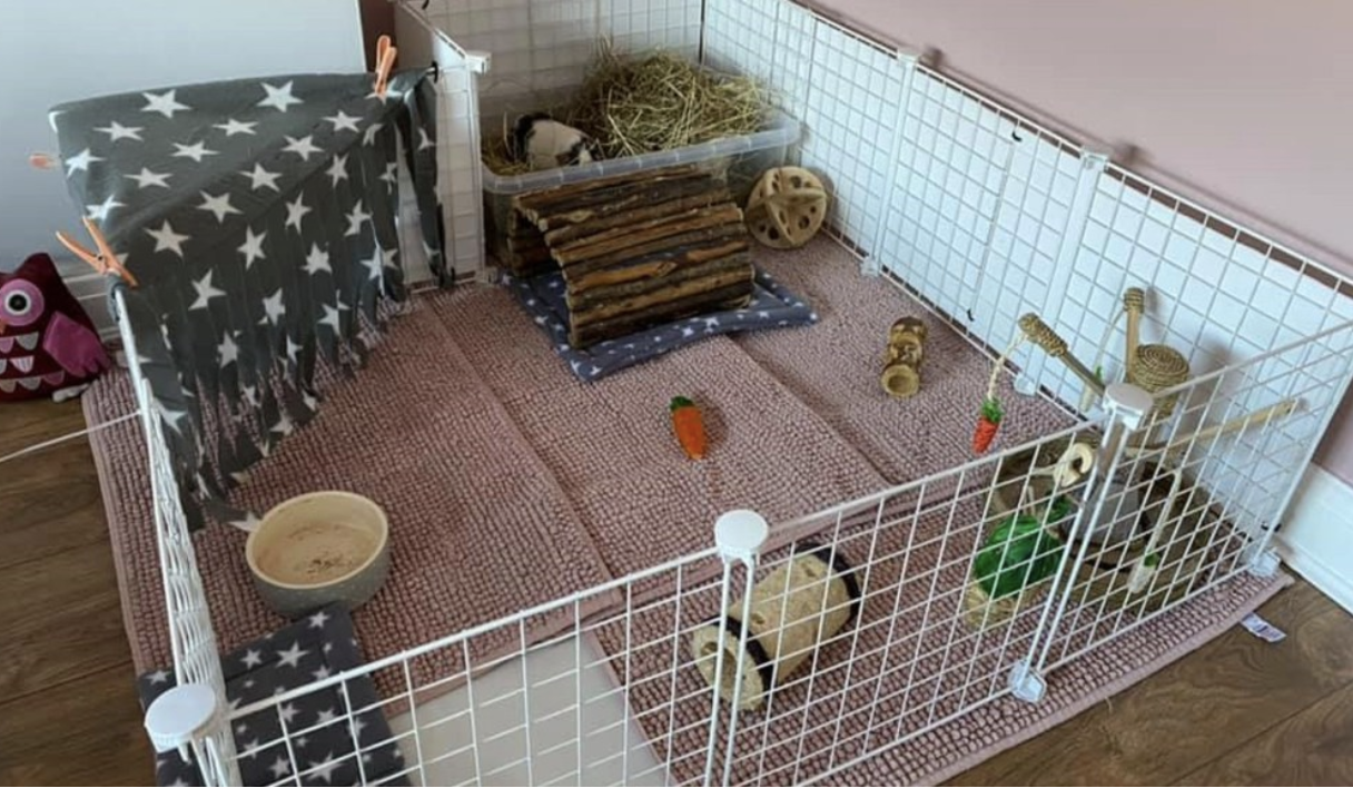 Guinea pig accommodation and environment guide