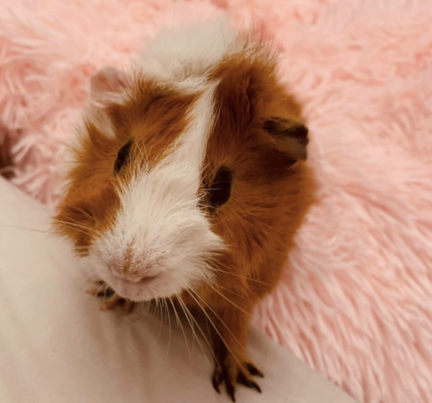 Guinea pig handling guide