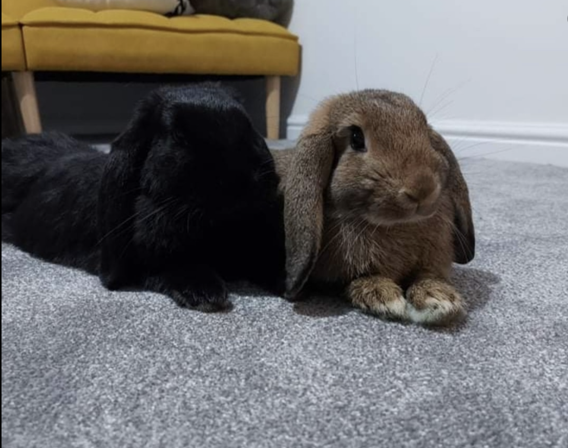 Rabbit handling guide image