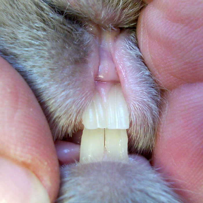 Rabbit teeth health example