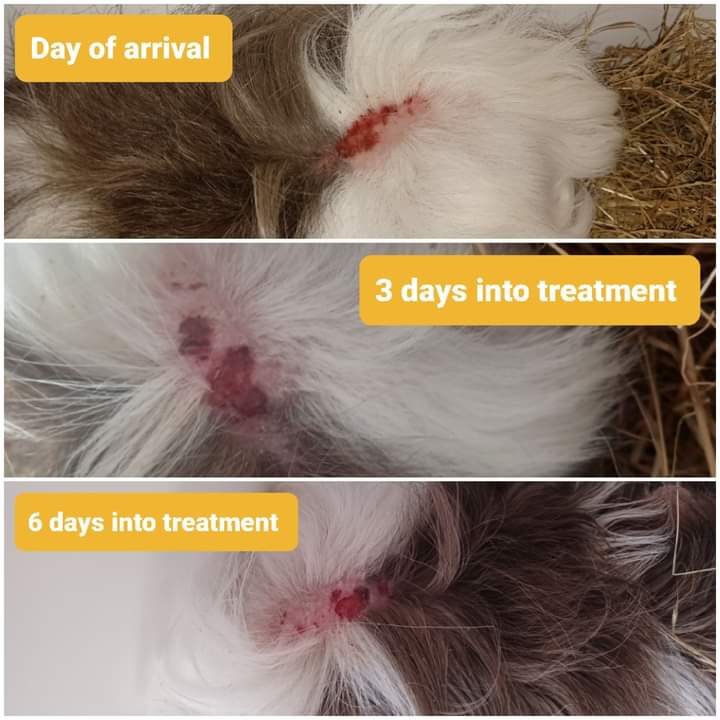 Guinea pig medical care