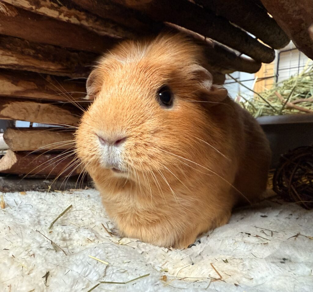 Photo inspiration: Gallery Detail: Feeding Guinea Pigs Suitable Food To Ensure They Get Their