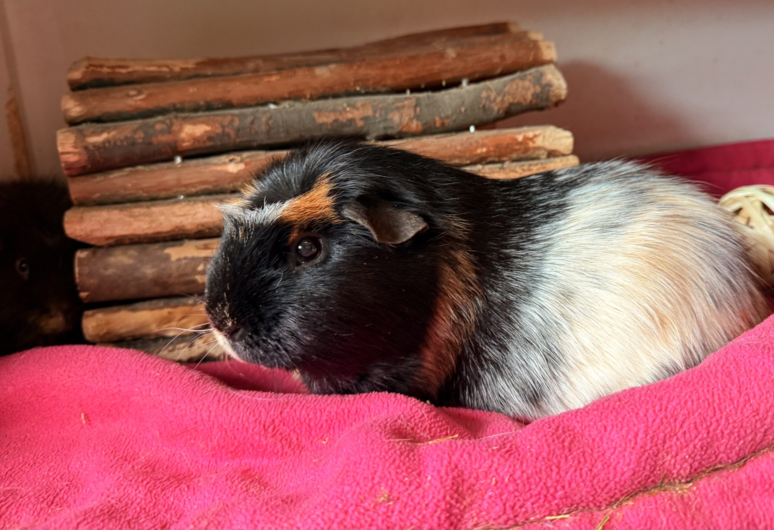 Small animal care setup at Greatfield