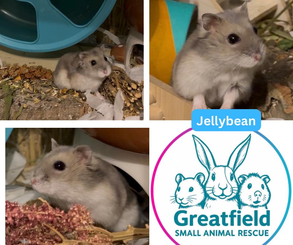 Small Creature Rescues Animals For Adoption - Greatfield Small Animal Rescue