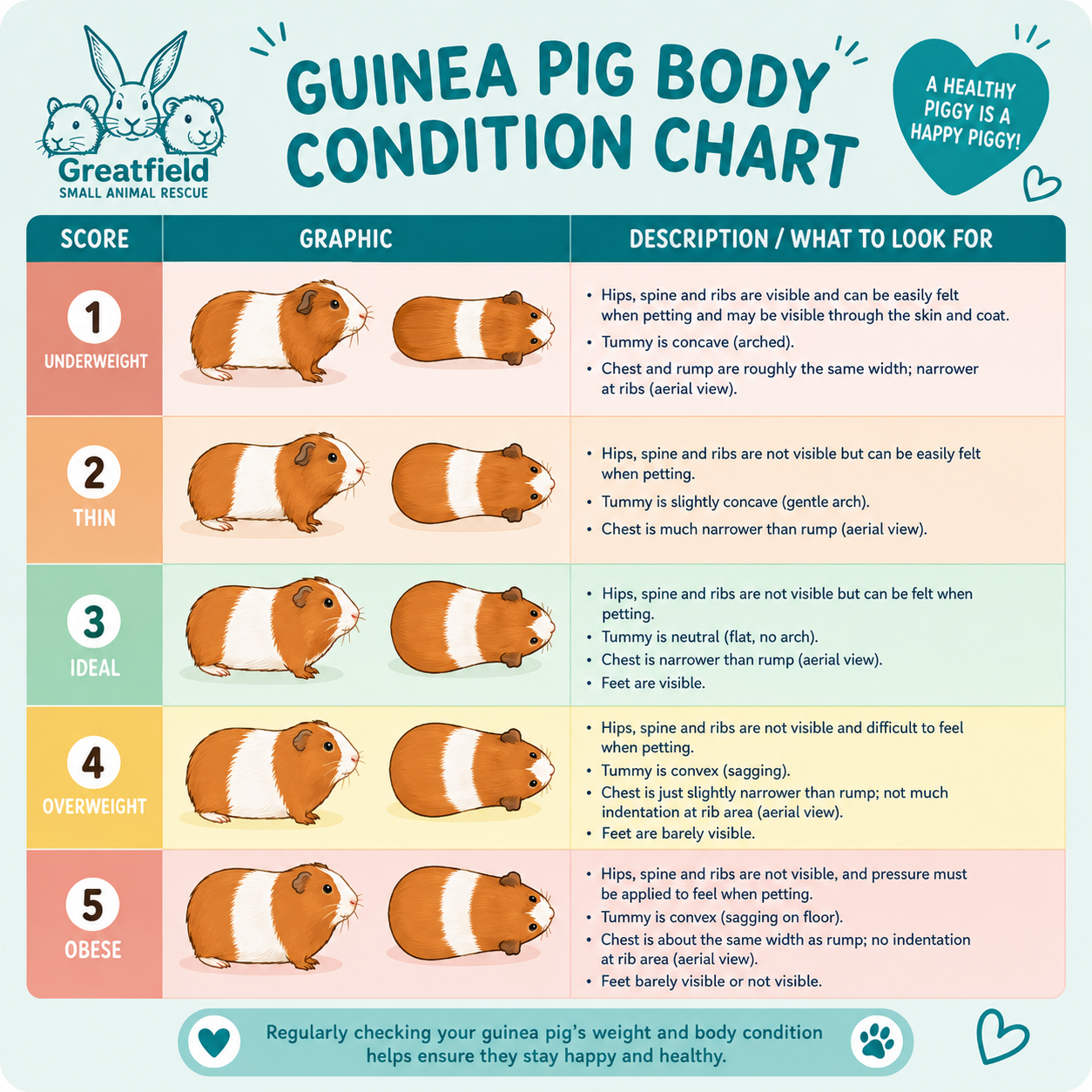 Guinea pig medical information guide