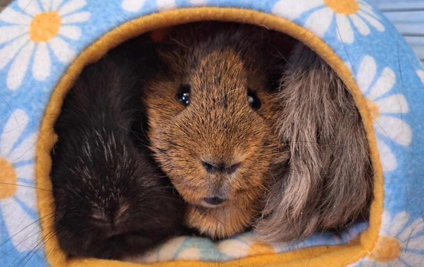 Guinea pig at Greatfield Small Animal Rescue