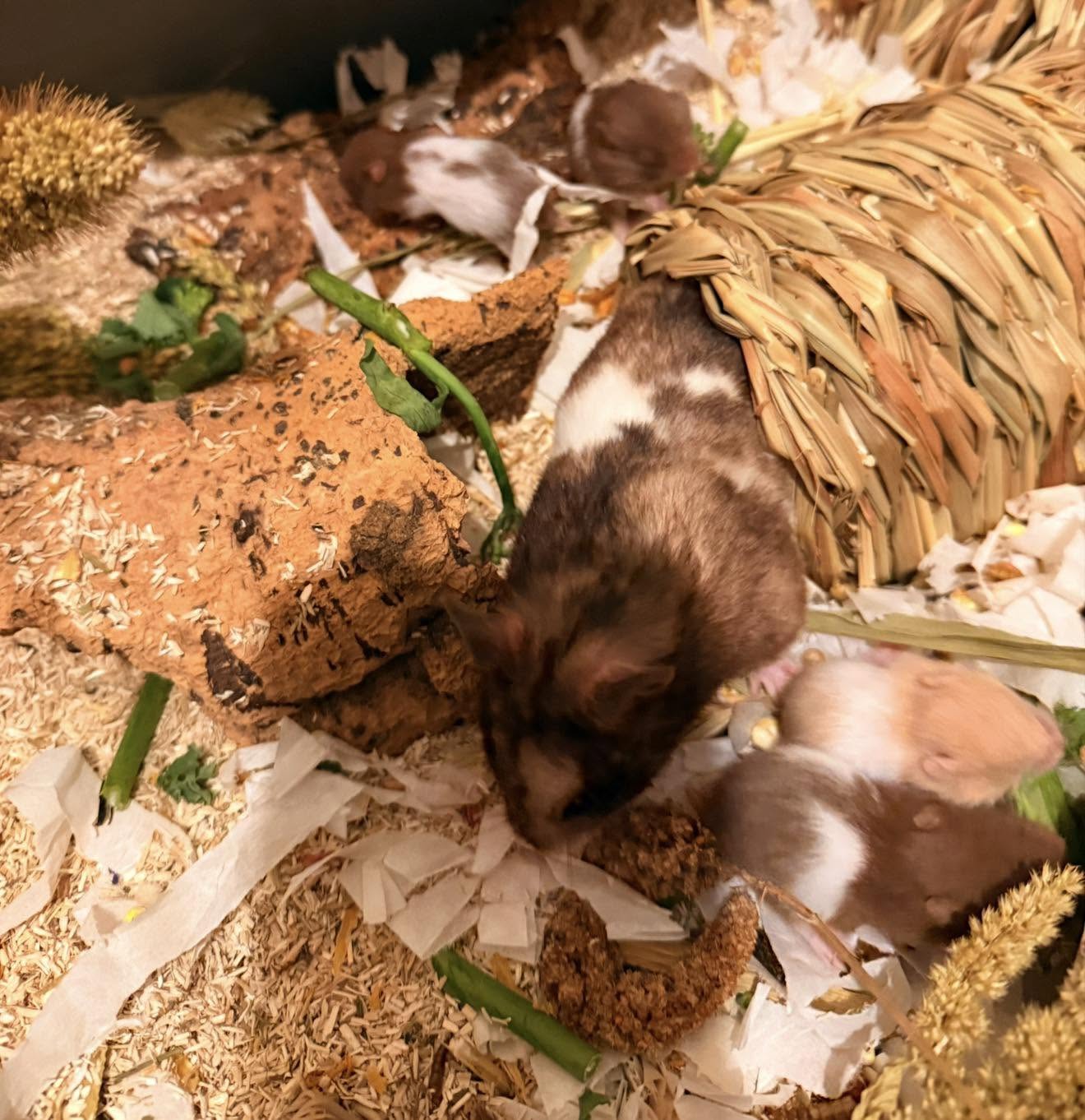 Phoebe from the hamster hoard