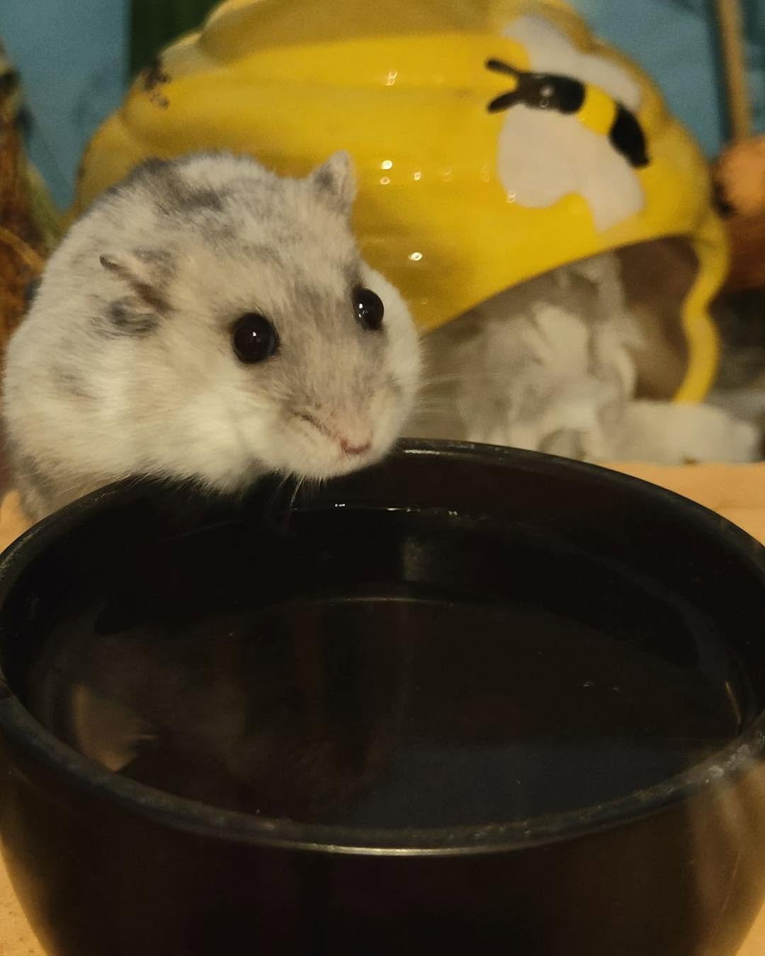 Mr Grey in his new home