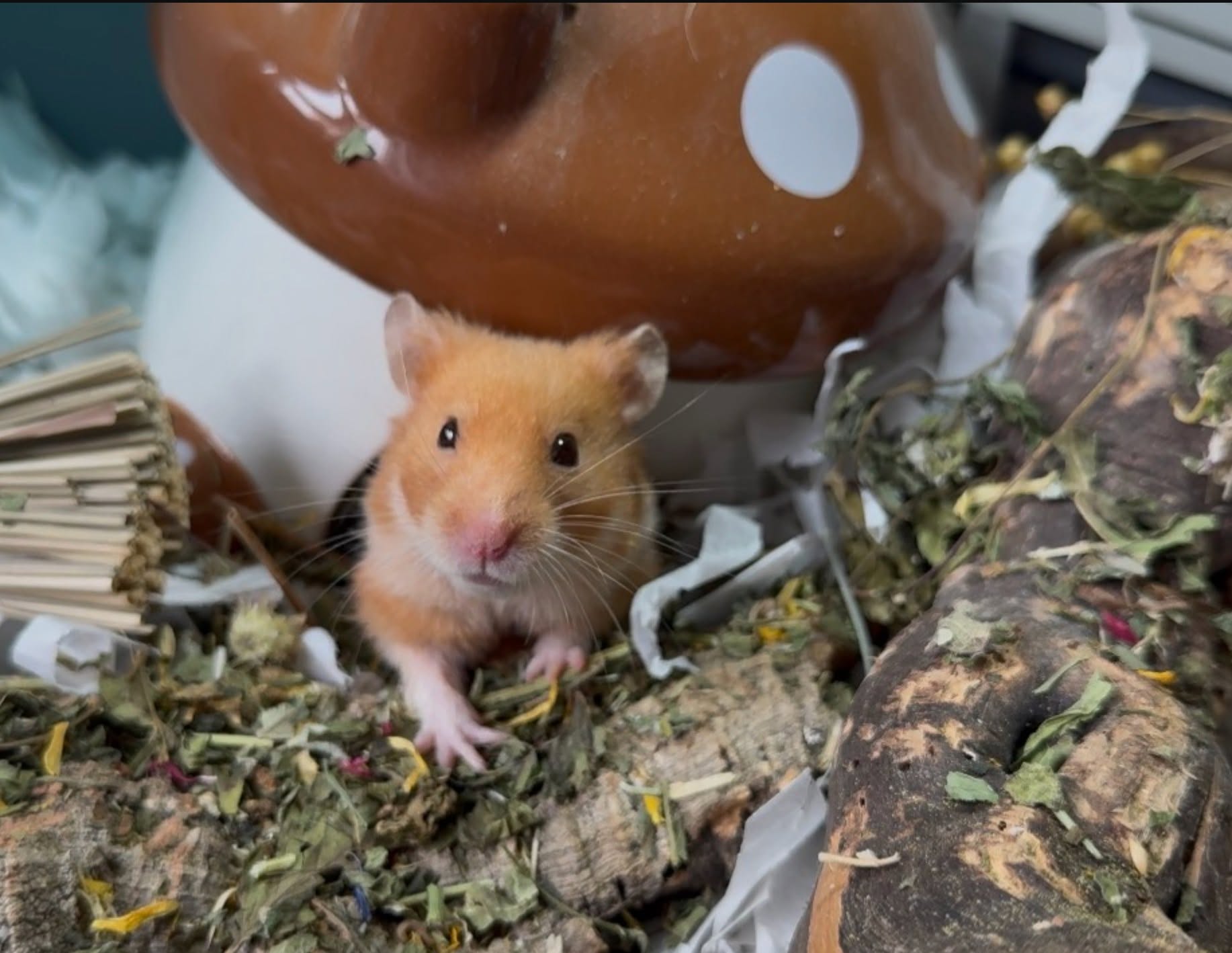 A hamster at Greatfield Small Animal Rescue
