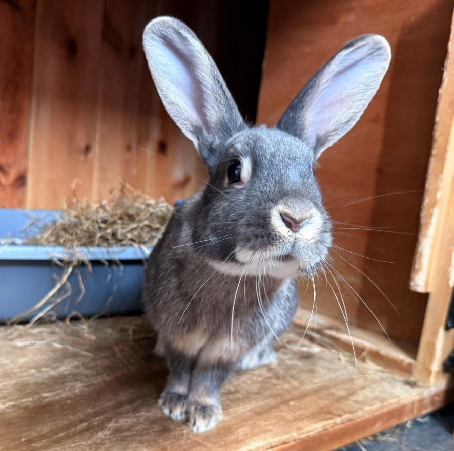 Rabbit at Greatfield Small Animal Rescue