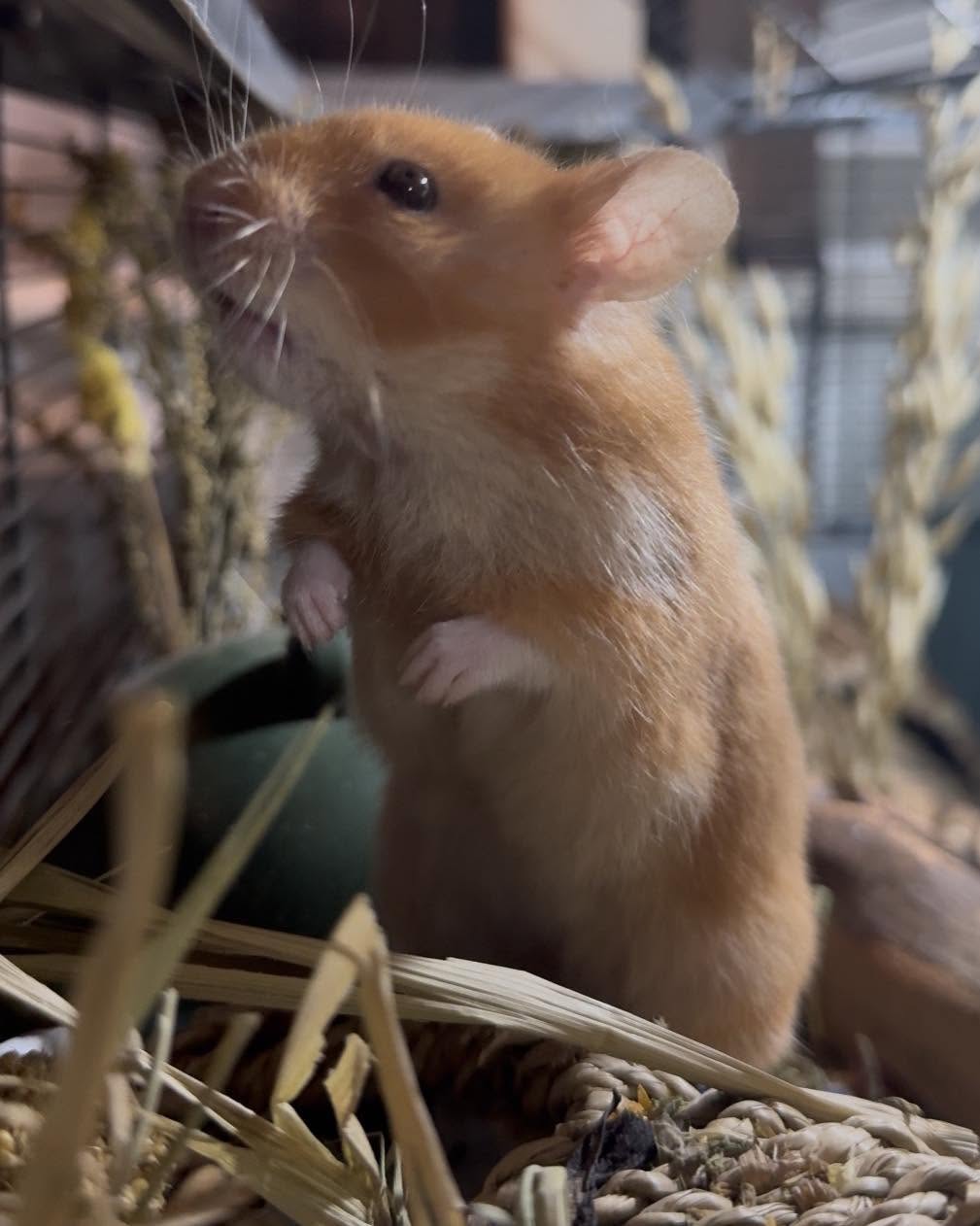 Hamster handling and trust