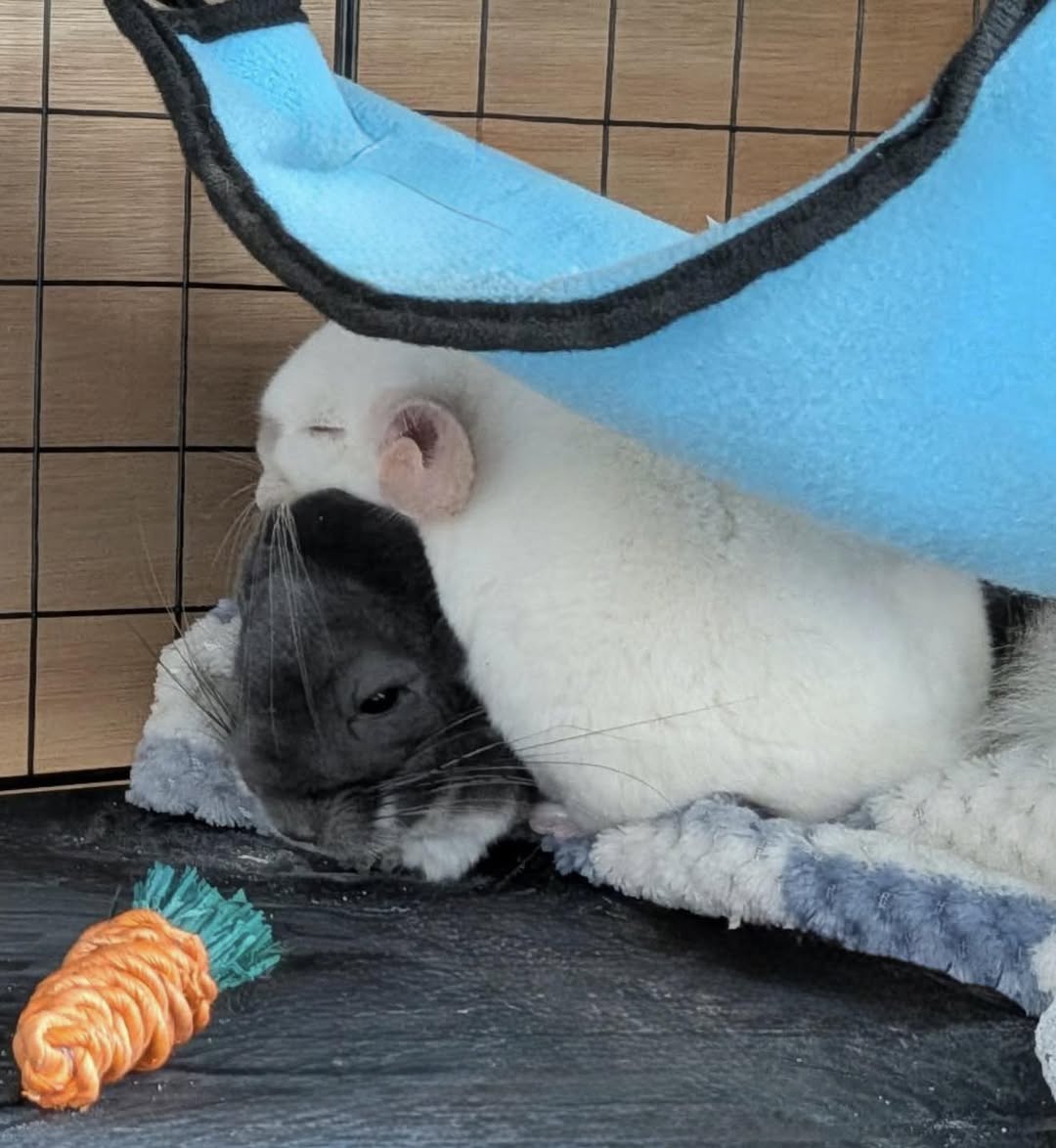 Otis the chinchilla
