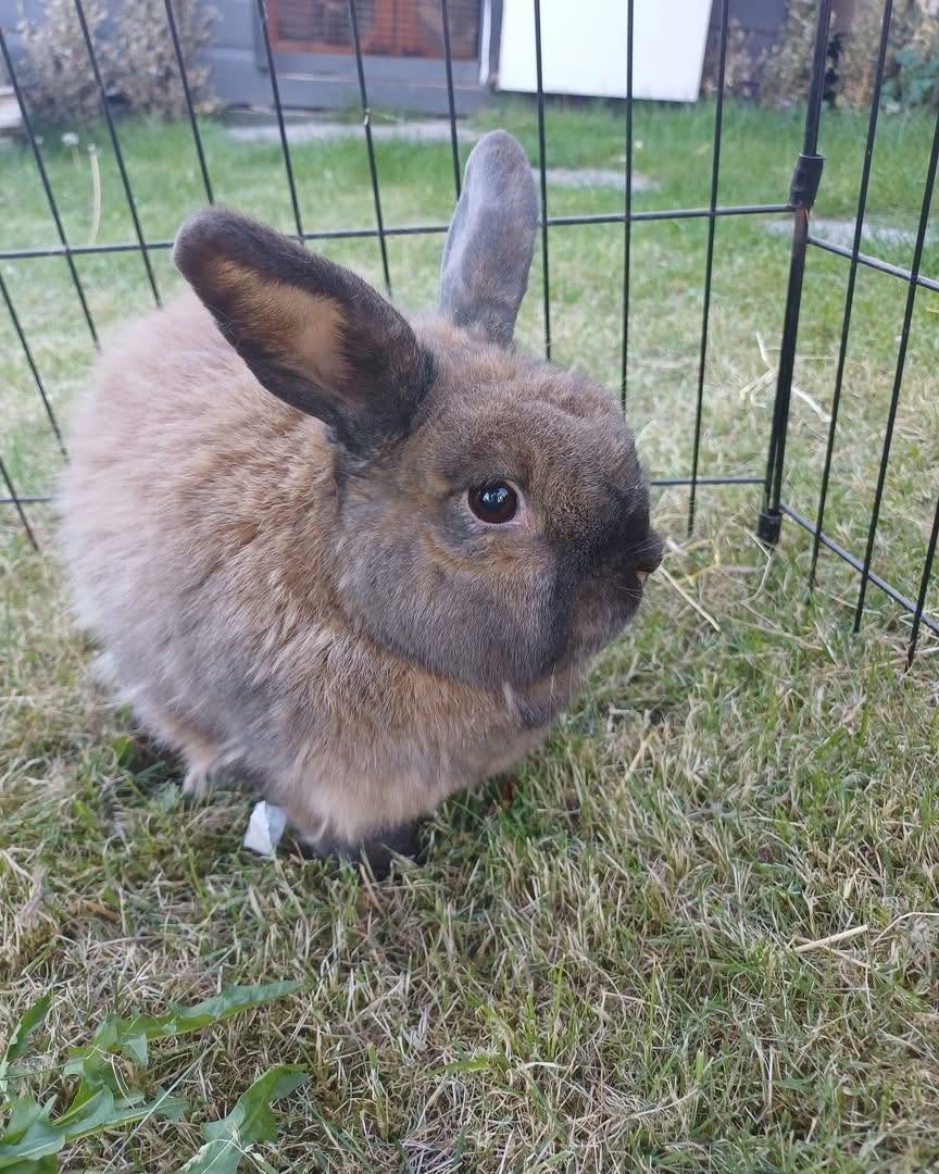 Rabbit at Greatfield Small Animal Rescue