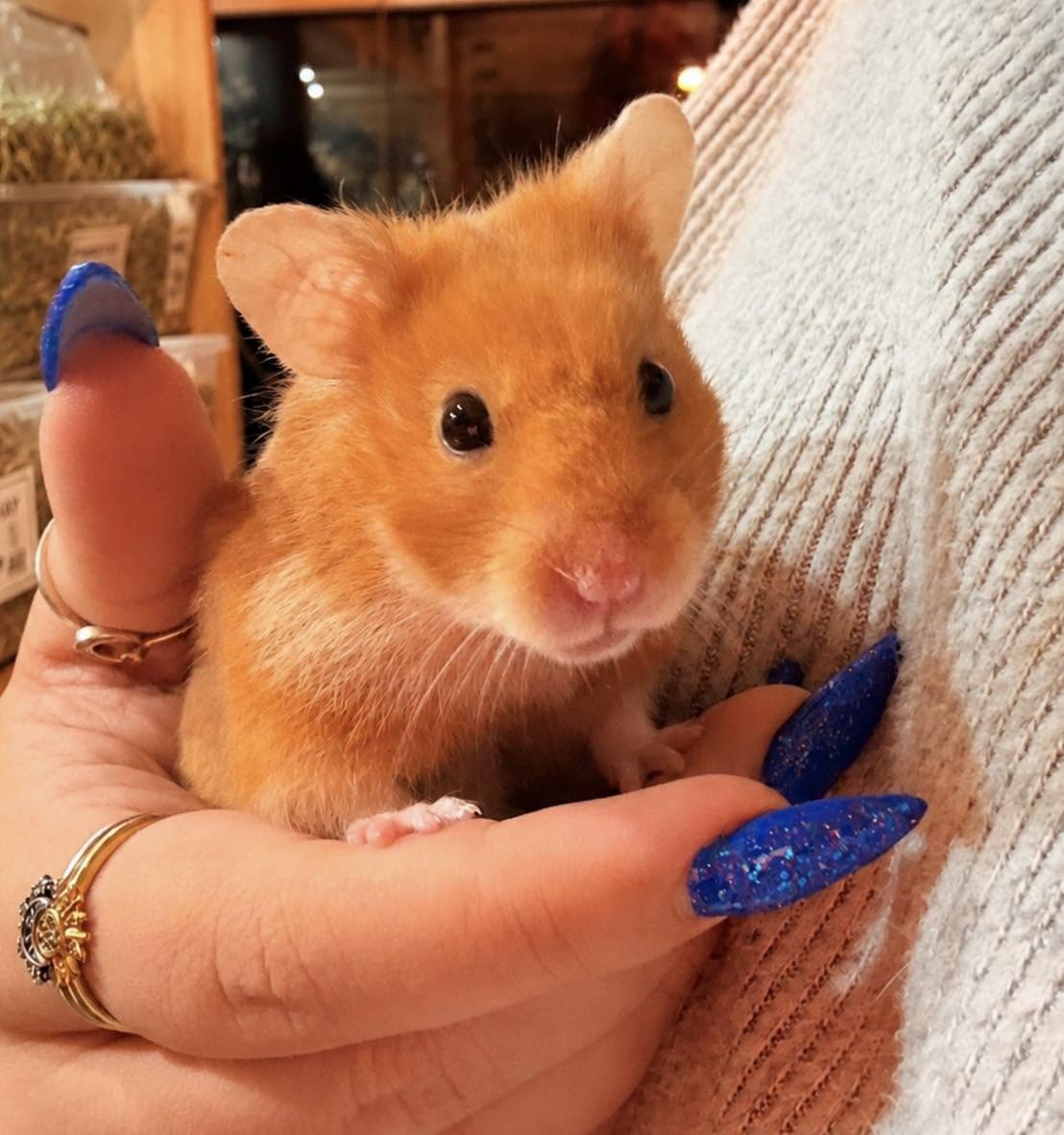 Elderly sanctuary resident at Greatfield Small Animal Rescue