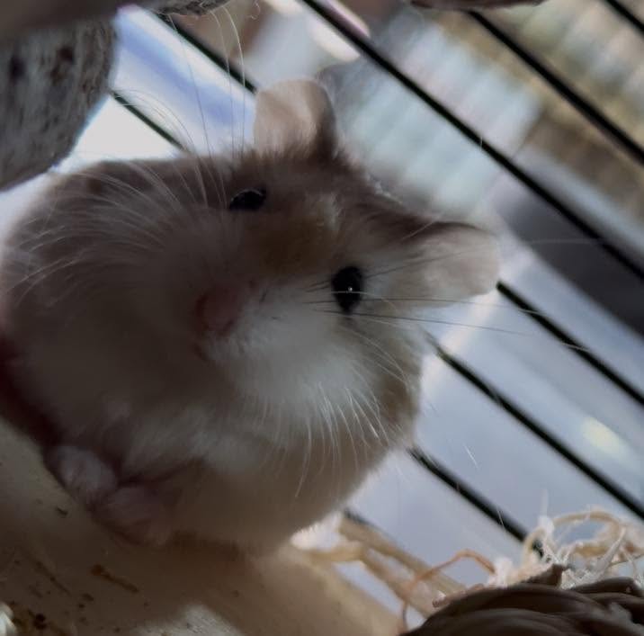 Hamster keeping clean and sand bath care
