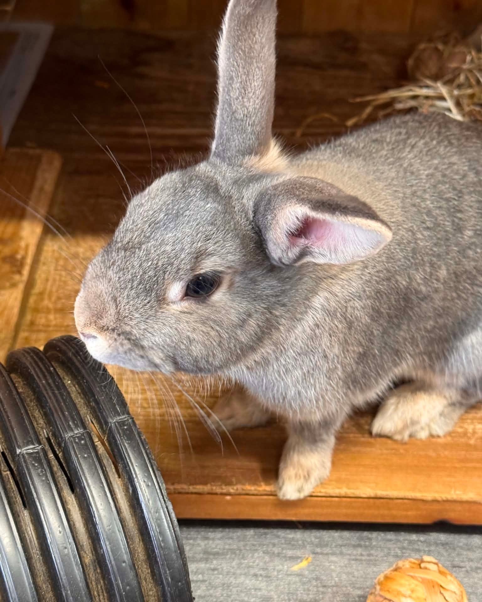 Unhomeable sanctuary animal at Greatfield Small Animal Rescue